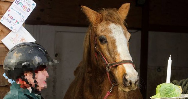 “اوركيد” .. أكبر فرس في العالم! تدخل النصف قرن