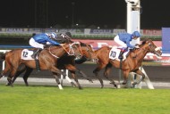 كأس دبي العالمي يرفع جوائز “كحيلة كلاسيك” للخيول العربية إلى مليون دولار