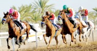 اليوم .. ستة أشواط للخيول العربية الأصيلة وشوطان للمهجنة في سباق بركاء بعمان