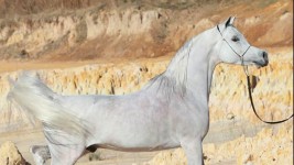 اليوم افتتاح المعرض الدولي الرابع للخيل والإبل والتراث ( أصايل عمانية )