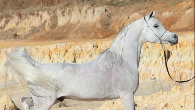 اليوم افتتاح المعرض الدولي الرابع للخيل والإبل والتراث ( أصايل عمانية )