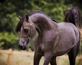 السلوك ولغة التواصل عند الخيل