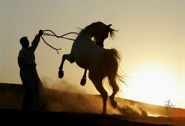 قصة مثل: أشقى من رائض مهر