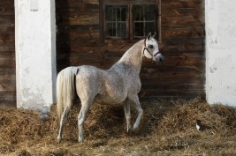 السفير البولندي لدى الكويت: الخيول العربية فخر صادرات بلادنا وتراثها