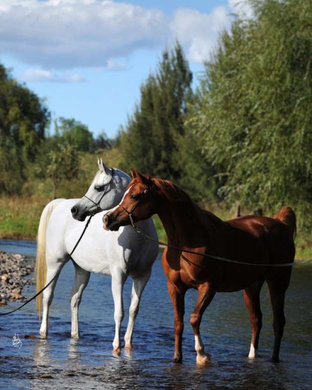 ألوان الخيل العربية .. بِيضٌ وحُمرٌ وسُودٌ … مختلفٌ ألوانها!
