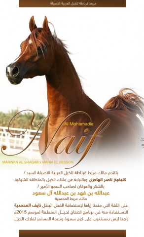 مربط غرناطة – شكراً مربط المحمدية