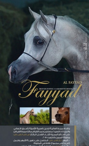 مربط العالية يهنئ مربط الفياض