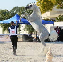 انطلاق بطولة المغفور له فيصل بن حمد لجمال الخيل العربية.. اليوم