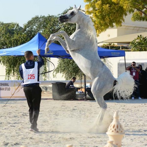مقتطفات من بطولة البحرين المحلية لجمال الخيل العربية الأصيلة ٢٠١٥