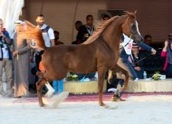 ناصر بن حمد يوجه لإقامة بطولة فيصل بن حمد السادسة بالبحرين لجمال الخيل العربية