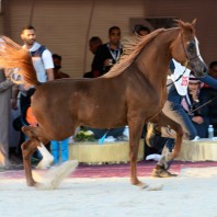 ناصر بن حمد يوجه لإقامة بطولة فيصل بن حمد السادسة بالبحرين لجمال الخيل العربية