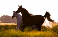 البلوغ الجنسي للحصان والفرس .. علامات وتغيرات
