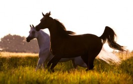 البلوغ الجنسي للحصان والفرس .. علامات وتغيرات