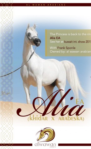 The Princess is back to the ring – Alia EA for al wawan arabians