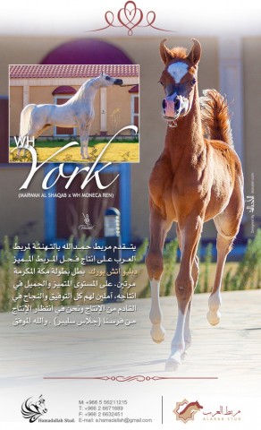 إشادة وتهنئة مربط حمدالله لإنتاج الفحل “يورك” لمربط العرب