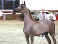 بطولة قطر المحلية الثانية لجمال الخيل العربية للأهالي تنطلق اليوم