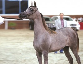 بطولة قطر المحلية الثانية لجمال الخيل العربية للأهالي تنطلق اليوم