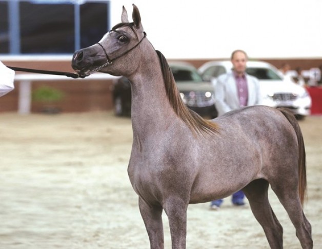 بطولة قطر المحلية الثانية لجمال الخيل العربية للأهالي  تنطلق اليوم