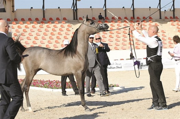 مستويات مميزة مع انطلاقة بطولة الكويت الدولية الرابع لجمال الخيل العربية الأصيلة