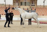 ختام مميز لمهرجان الكويت الرابع للجواد العربي ونتائج السلالة المصرية