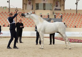 ختام مميز لمهرجان الكويت الرابع للجواد العربي ونتائج السلالة المصرية