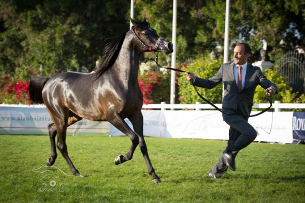 بطولة ابوظبي السابعة لجمال الخيل العربية الأصيلة تنطلق اليوم