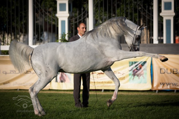 ملاك خليجيون : شروط المشاركة في “دولية” أبوظبي غير منصفة ..!