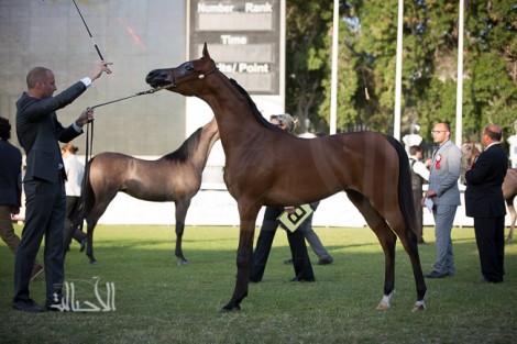 مقتطفات من بطولة أبوظبي الدولية لجمال الخيل العربية الأصيلة ٢٠١٥