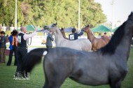 597 من الخيل تتنافس في دولية أبوظبي لجمال الخيول العربية 2018
