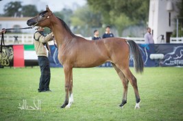 بطولة أبوظبي الدولية لجمال الخيول العربية تنطلق اليوم