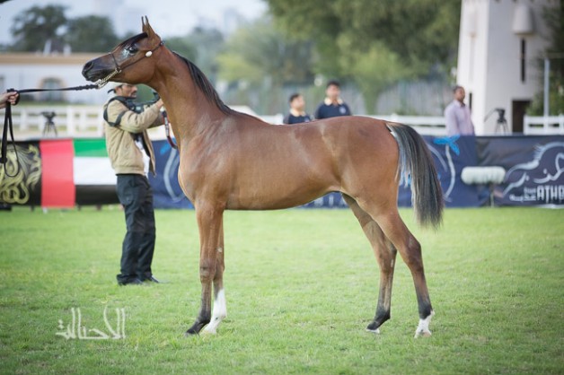 بطولة أبوظبي الدولية لجمال الخيول العربية تنطلق اليوم