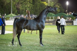 بطولة ابوظبي الدولية ٢٠١٥ بالأرقام!