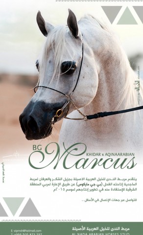 الفحل «بي جي ماركوس» الى مربط الندى بالإعارة