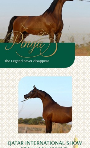 PINGA – The Legend never disappear