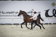 مقتطفات من بطولة قطر الدولية الـ ٢٤ لجمال الخيل العربية الأصيلة  ٢٠١٥