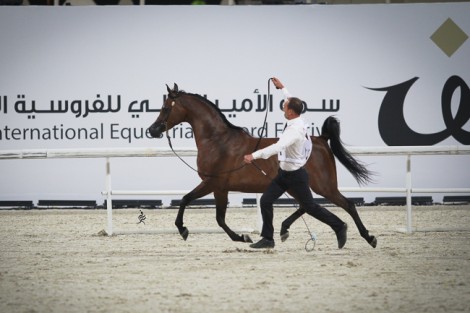 مقتطفات من بطولة قطر الدولية الـ ٢٤ لجمال الخيل العربية الأصيلة ٢٠١٥