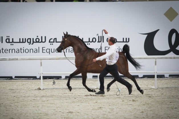 مقتطفات من بطولة قطر الدولية الـ ٢٤ لجمال الخيل العربية الأصيلة  ٢٠١٥