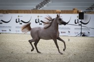 دورة تدريبية متخصصة بجمال الخيل العربية بعنوان «لجنة الانضباط للمبتدئين» برعاية « الشقب»