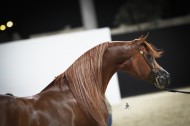 Qatar 25th Arabian Horses Show Festival