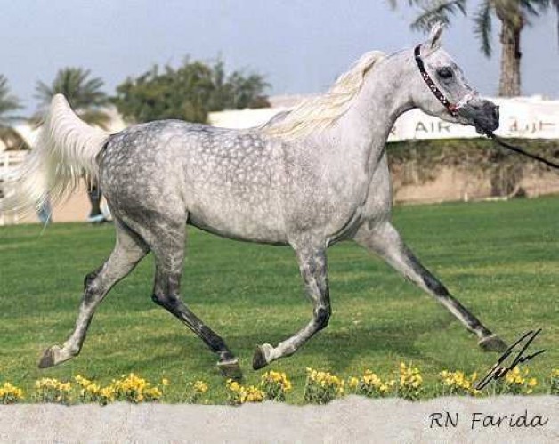 بطولة قطر الدولية للجمال الأقدم والأعرق في منطقة الشرق الأوسط