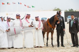 مربط المعود .. سيرة من الذهب تتواصل في قطر