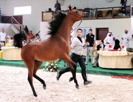 سلطان بن زايد يشهد افتتاح مهرجان الفروسية وبطولة المربين العرب للخيل العربية بالختم