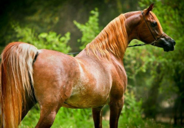 الوعب والريان والناصر.. أبطال «السلالة المصرية» بقطر