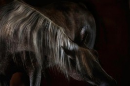 سلوكيات الخيل الشاذة وكيفية علاجها – الجزء الثاني