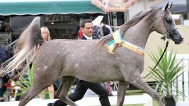 Striding out: Klassical Presence MI, the champion purebred filly two and three years old, exhibited by Ambition Investments. Pictures: Derek O'Leary.