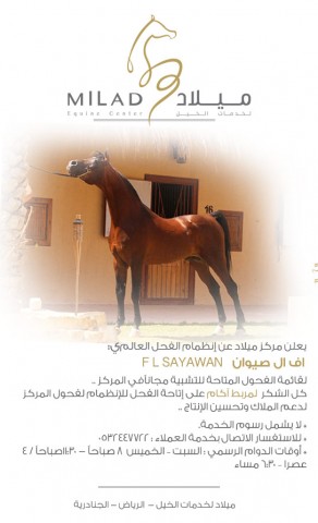 ميلاد|اف ال صيوان ينظم لقائمة الفحول المتاحة للتشبية