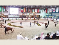 بطولة الشارقة الدولية للجواد العربي ٢٠١٥ تختتم اليوم