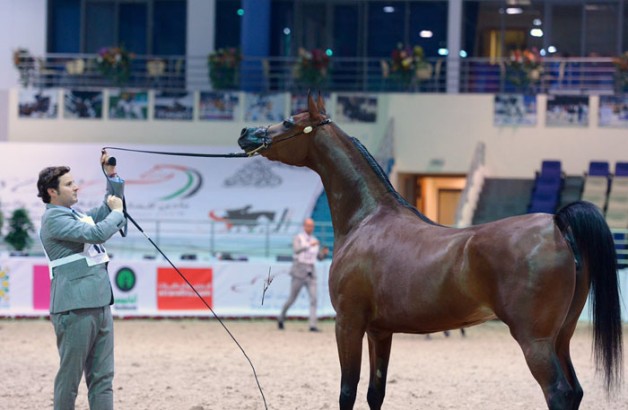 «الزبير» يتسيد الشارقة ٢٠١٥ و «عجمان» و «السيد» و «الخالدية» و«المعود » أبطال الذهب – النتائج