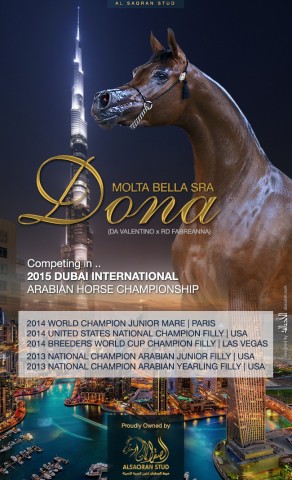Donna Molta Bella SRA – Competing in DUBAI 2015 CHAMPIONSHIP