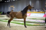 DUBAI INTERNATIONAL ARABIAN HORSE CHAMPIONSHIP AND FAIR OPEN TOMORROW